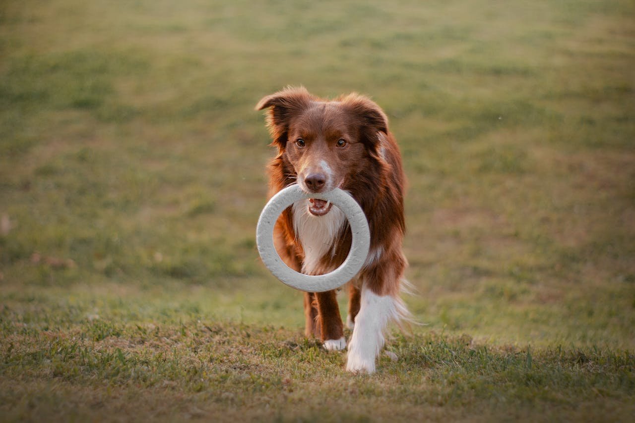 A lively Border Collie running with a toy in a grassy field, showcasing agility and playfulness.