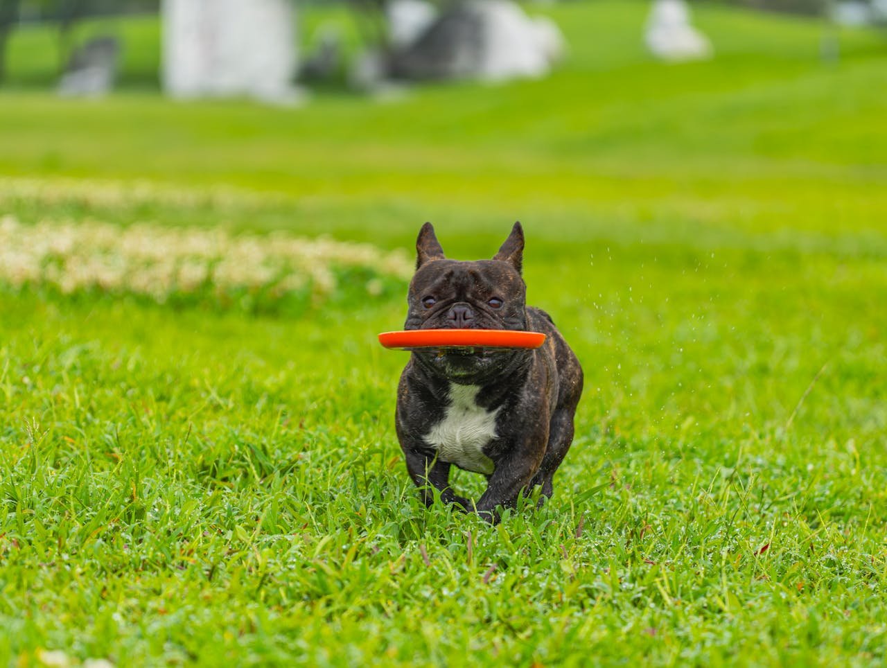 A playful French Bulldog carries a red frisbee while running on a lush green field.
