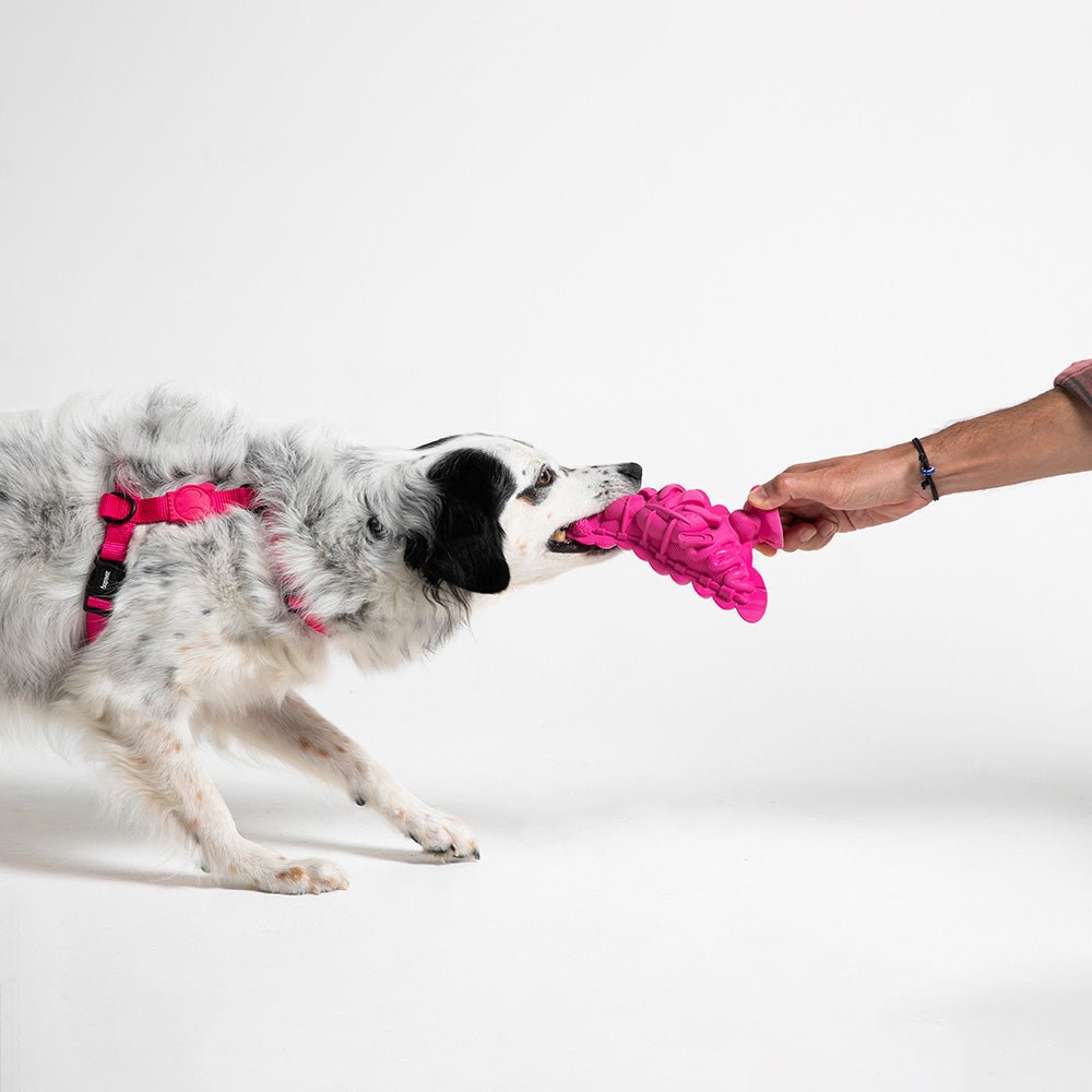 fat pigeon | dog toy fat pigeon | dog toy